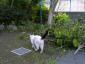 kinobori0002.jpg